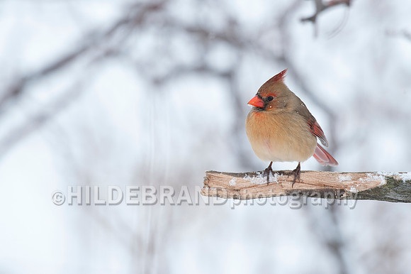 Northern Cardinal