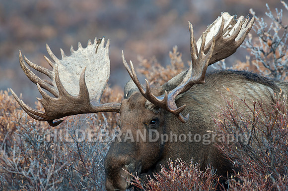 Moose