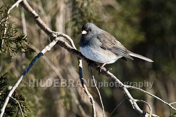 Dark-eyed Junco