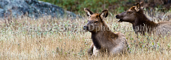Resting Elk
