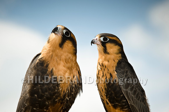 Aplomado Falcon Pair