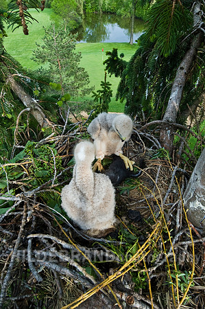 Hawk Nest Overlooking the Golf Course