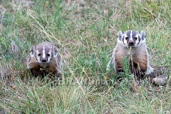 Badger