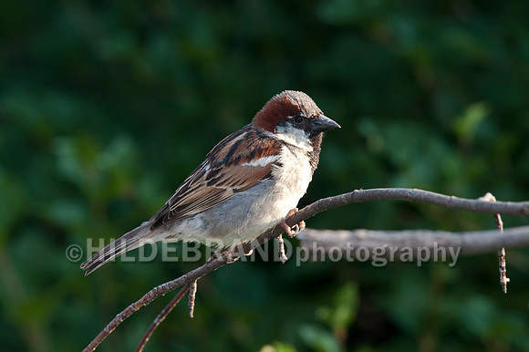 House Sparrow