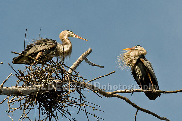 Nesting Great Blue Heron's