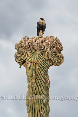 Crested Caracara