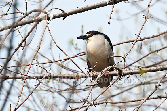 Black-crowned Night Heron