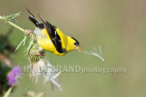 American Goldfinch