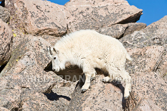 Mountain Goat