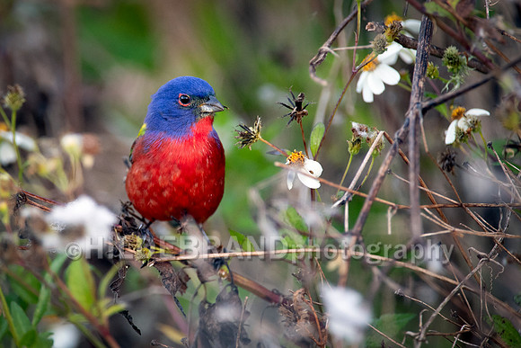 Painted bunting