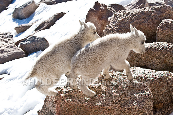 Mountain Goat