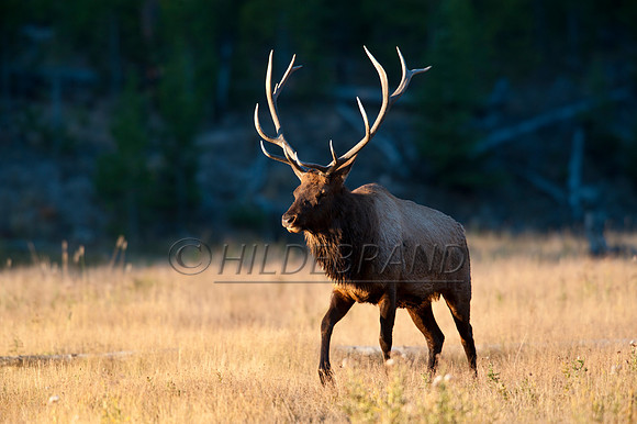 Bull Elk