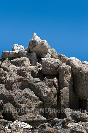 Mountain Goat