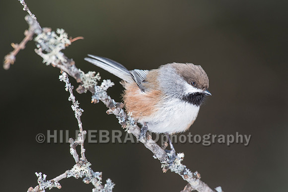 Boreal Chickadee