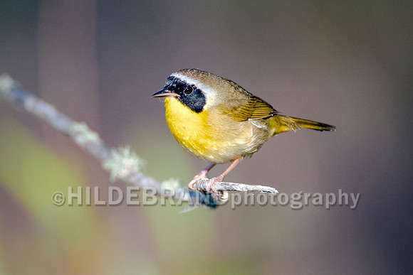 Common Yellowthroat