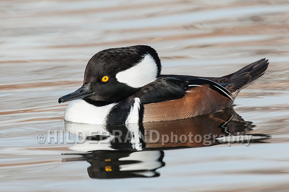 Hooded Merganser