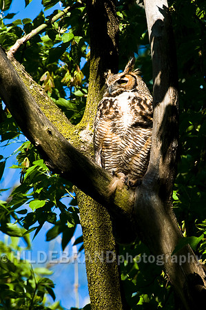 Great Horned Owl