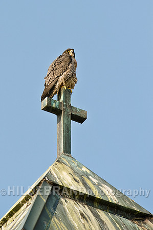 St. Michael's Peregrine