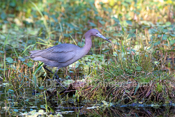 Little Blue Heron