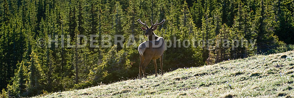Springtime Elk