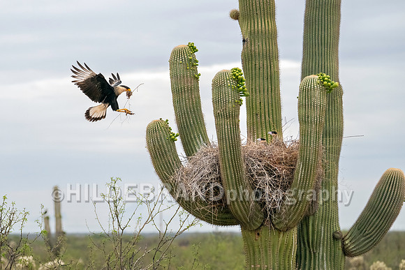 Crested Caracara