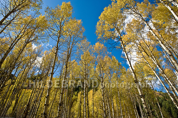 Aspen Grove