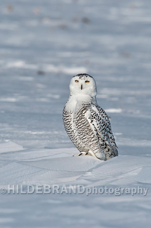 Snowy Owl
