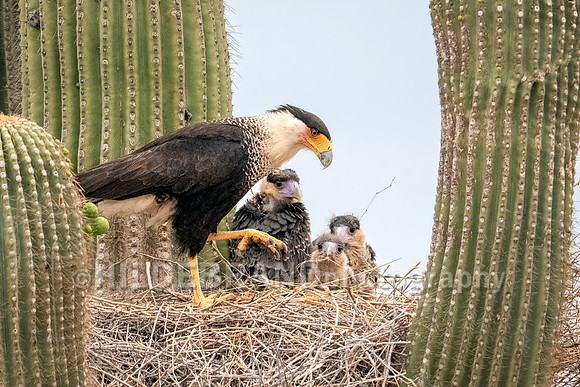 Crested Caracara