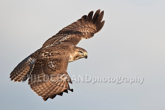 Immature Red-tailed Hawk