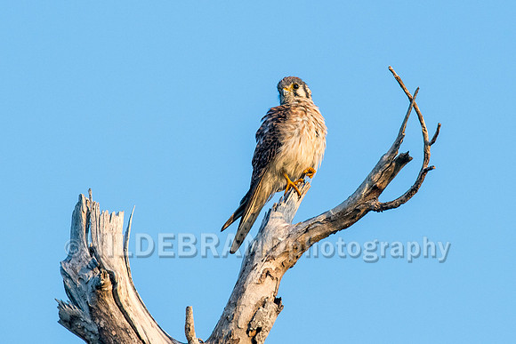 American Kestrel