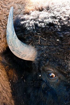 Buffalo
