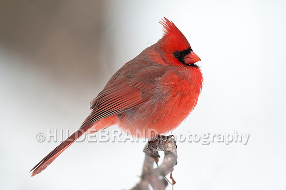Northern Cardinal