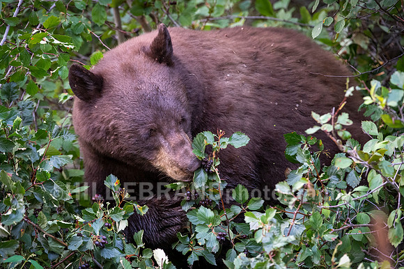 Black Bear