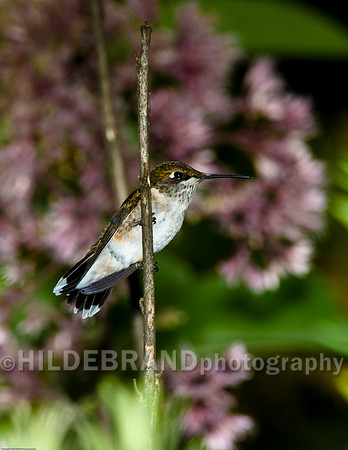 Ruby-Throated Hummingbird