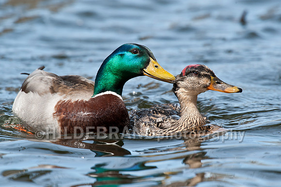 Aggressive Mallard Drake