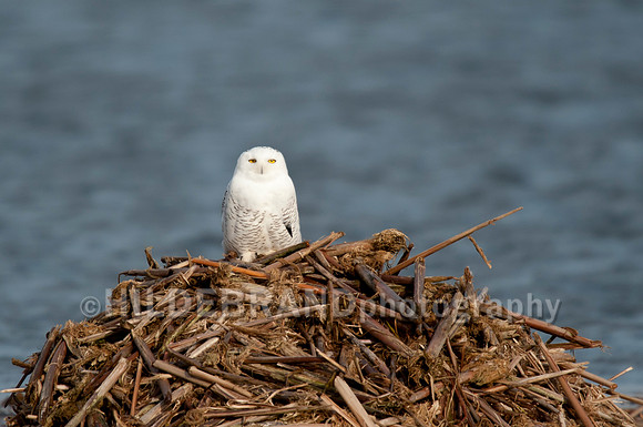 Snowy Owl