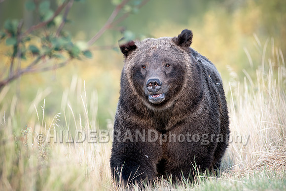 Grizzly Bear 399