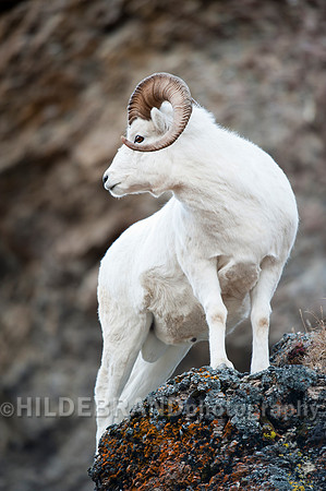 Dall Sheep