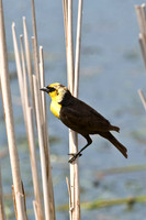 Yellow-headed Blackbird