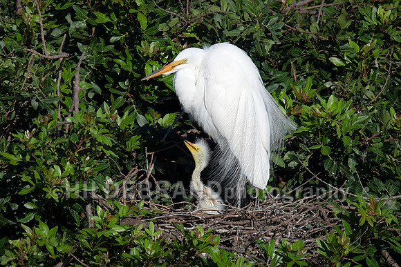 Great Egret
