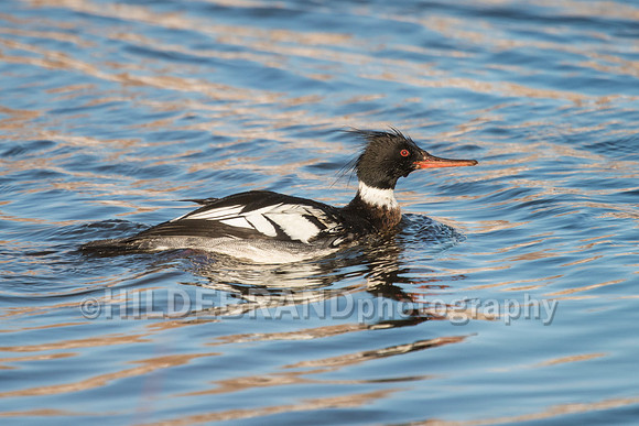 Red-breasted Merganser