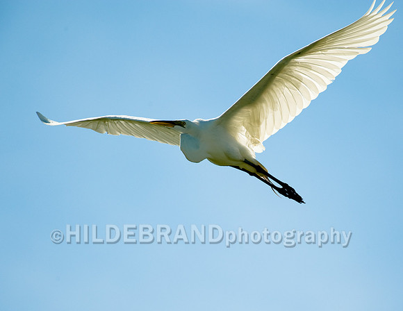 Great Egret;