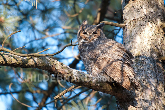 Great Horned Owl