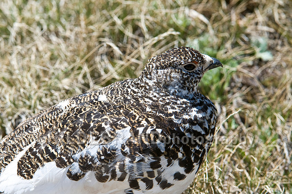 White-tailed Ptarmigan