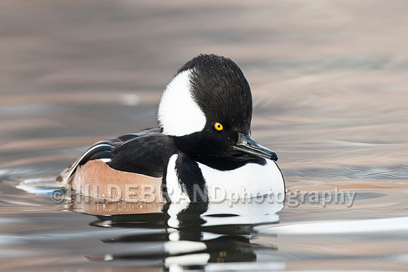 Hooded Merganser