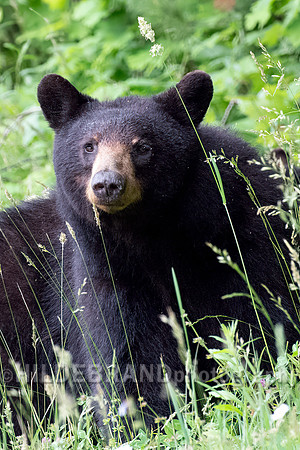 Black Bear