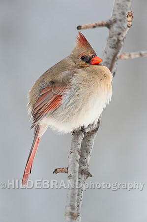 Northern Cardinal
