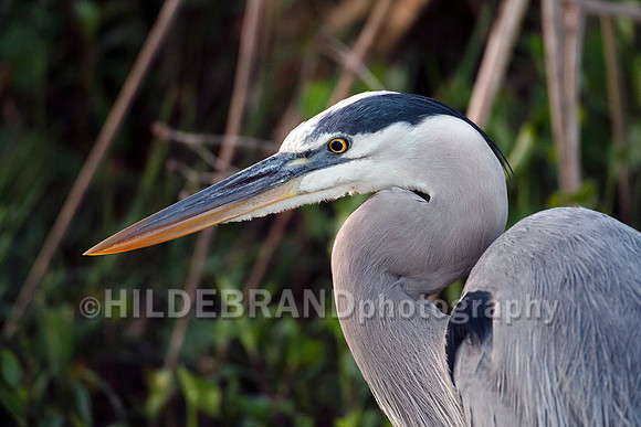 Great Blue Heron