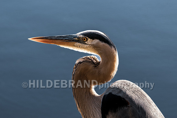 Great Blue Heron