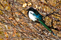 Black-billed Magpie